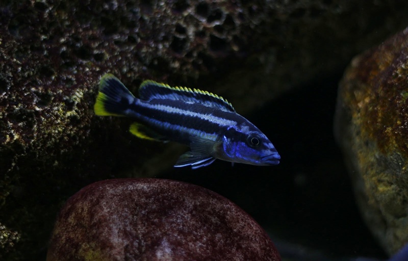 Melanochromis kaskazini 'Ngwasi'